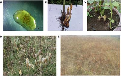 Corrigendum: Biological characteristics, impacts, and management of crenate broomrape (Orobanche crenata) in faba bean (Vicia faba): a review